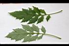 飛機草-葉02.JPG