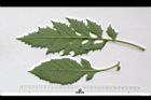 飛機草-葉07.JPG