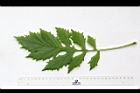 飛機草-葉正04.JPG