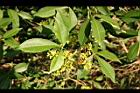 飛龍掌血-花17.jpg