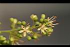 飛龍掌血-花30.jpg