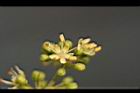 飛龍掌血-花34.jpg