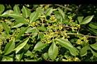 飛龍掌血-花苞11.jpg