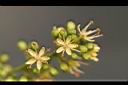 飛龍掌血-花1.jpg