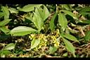 飛龍掌血-花3.jpg