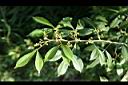 飛龍掌血-花苞00.jpg