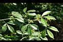 飛龍掌血-花苞01.jpg