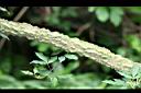 飛龍掌血-莖03.jpg