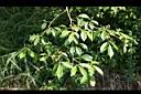 飛龍掌血05.jpg