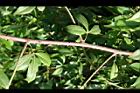 飛龍掌血-枝3.jpg