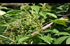 飛龍掌血-花苞0.jpg