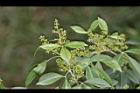 飛龍掌血-花苞3.jpg