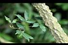 飛龍掌血-莖04.jpg