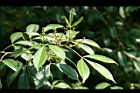 飛龍掌血06.jpg