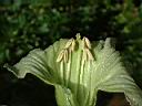食用蠟燭木-花02.JPG