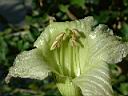 食用蠟燭木-花03.JPG