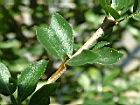 食用蠟燭木-葉05.JPG