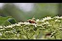 食茱萸-花02.jpg