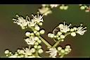 食茱萸-花07.jpg