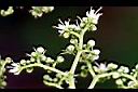 食茱萸-花12.jpg