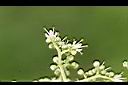 食茱萸-花14.jpg