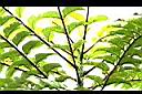 食茱萸-葉-油點3.jpg