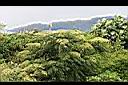 食茱萸09.jpg