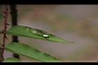 蜘-人面蜘蛛-若蛛0.JPG