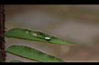 蜘-人面蜘蛛-若蛛1.JPG