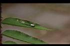 蜘-人面蜘蛛-若蛛2.JPG