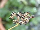 食茱萸-種子06.JPG
