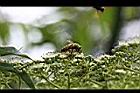食茱萸-花01.jpg