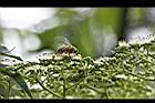 食茱萸-花03.jpg
