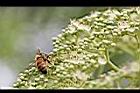 食茱萸-花04.jpg
