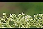 食茱萸-花05.jpg