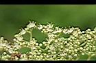 食茱萸-花06.jpg