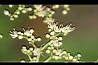 食茱萸-花08.jpg