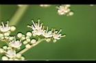 食茱萸-花09.jpg