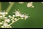 食茱萸-花10.jpg
