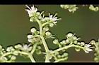 食茱萸-花11.jpg