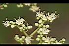 食茱萸-花13.jpg