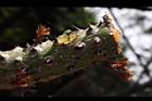 食茱萸-莖-脂01.JPG