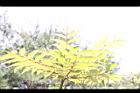 食茱萸-葉05.JPG