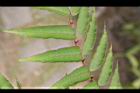 食茱萸-葉16.JPG
