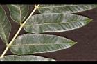 食茱萸-葉46.JPG