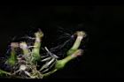 飛機草-種子00.JPG