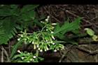 飛機草-花11.JPG