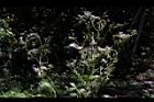飛機草-花15.JPG