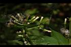 飛機草-花19.JPG