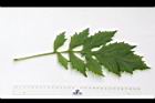 飛機草-葉正03.JPG